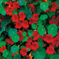 Nasturtium Empress of India Seeds in Pakistan Deep Red Seasonal Flowers