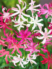 Nerine Lily The Jewel of Autumn Gardens