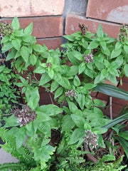 Niazbo Plant Fragrant, Medicinal & Traditionally Loved