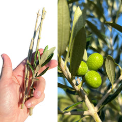 Olive Plant Cutting Healthy Propagation Material for Home Growing
