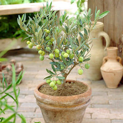 Olive Plant Premium Fruit-Bearing Variety for Home Gardens in Pakistan