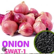 Swat Onion Seedlings Per Kg | High Quality Onion Plants for Farming in Pakistan