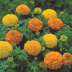 OP African Marigold Mix Tall Seeds in Pakistan Long-Lasting Bright Garden Flowers
