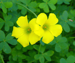 Oxalis Pes-Caprae Yellow Bulb Cheerful, Easy-to-Grow Flowering Bulbs