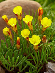 Oxalis Golden Cap Bright Blooms for a Cheerful Garden