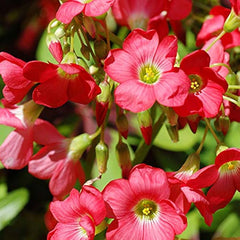Oxalis Iron Cross Lucky Clover Bulbs for Garden & Pots