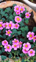 Oxalis Obtusa Rhodo Bulb Compact Blooms with Brilliant Pink Shades