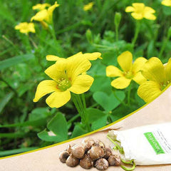 Oxalis Perdicaria Bulb Charming Yellow Blooms for Every Garden