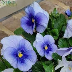 Pansy F1 Blue Blotch Hybrid Winter Flower Seeds
