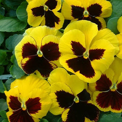 Pansy/Pensy F1 Yellow Blotch Premium Hybrid Flower Seeds