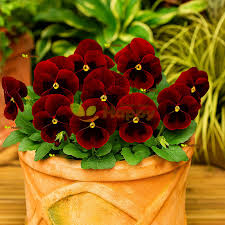 Pansy/Pensy F1 Red Blotch Premium Hybrid Flower Seeds