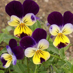 Pansy/ Pensy Viola Johnny Jump Up Charming Tricolor Flower Seeds