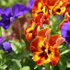Pansy Paneeri Winter Flowering Seedlings (Red, Blue & Yellow)