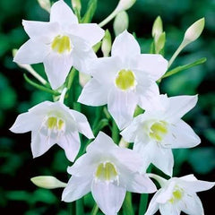 Paperwhite Bulbs Fragrant Winter Bloomers