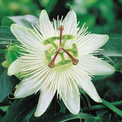 Passiflora Vine Plant (White) in Pakistan Exotic Passion Flower for Gardens