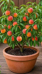 Peach (Early Grande) Plant Grafted, 2 Years Old, Early Fruiting Variety