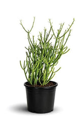Pencil Cactus (Euphorbia tirucalli) Low Maintenance Succulent Plant