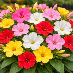Petunia Hybrida Mix Seeds in Pakistan Colorful Flower Seeds for Pots & Gardens