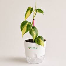 Philodendron Plant Elegant, Air-Purifying & Low Maintenance