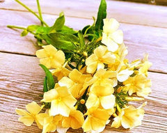 Phlox Yellow Seeds in Pakistan Rare Seasonal Yellow Flower Variety
