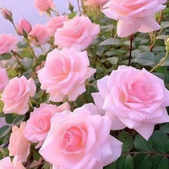 Pink Rose Plant seeds in Pakistan Elegant Flowering Plant for Pots & Gardens