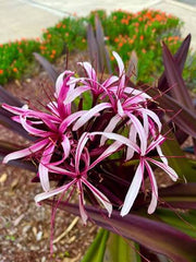 Pink Spider Lily (Lycoris Pink) Elegant Bloom for Your Garden