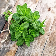 Hybrid Podina (Mint) Seeds Fast-Growing, Aromatic Herb for High-Yield Gardening