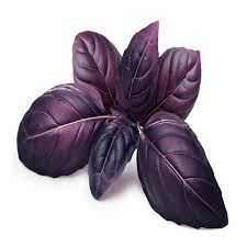 Purple Sweet Basil Hybrid Seeds in Pakistan Decorative & Culinary Herb Seeds