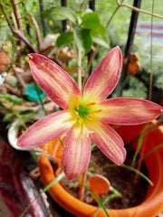Rain Lily Hybrid Urania Bulb – Vibrant Orange-Pink Blooming Rain Lily