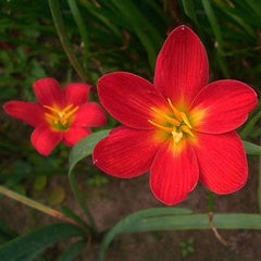 Rain Lily Hybrid Red Lamduan Bulb – Vibrant Red Blooming Rain Lily