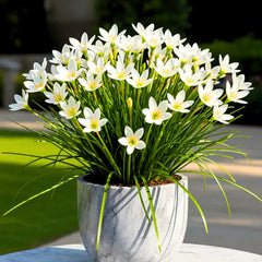 Rain Lily White Graceful Monsoon Blooms