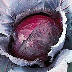 Hybrid Red Cabbage Seeds Nutritious & Colorful Winter Vegetable