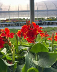 Red Canna/Cana Lily Bold Tropical Beauty for Your Garden
