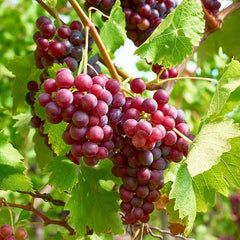 Red Crimson Seedless Grapes Plant 3 Year Grafted Vines