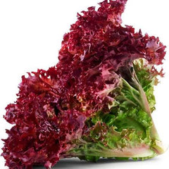 Hybrid Lollo Red Lettuce Seeds Colorful & Nutritious Salad Green