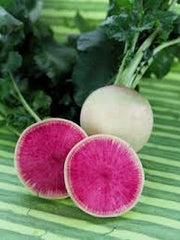 Hybrid Red Meat Radish Seeds Exotic Winter Vegetable with Crisp Flavor
