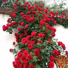 Red Rose Vine in Pakistan Fragrant Climbing Rose Plant for Garden Dcor