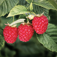 Boysen / Red Raspberry Plant Sweet & Juicy Berries