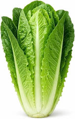 Romaine Hybrid Lettuce Seeds Crisp, Nutritious & High Yield