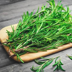 Rosemary Paneeri Fresh Aromatic Herb Seedlings for Home & Garden