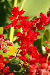 Salvia John St. Fire Seeds in Pakistan Bright Red Seasonal Flowering Plants