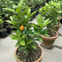 Sanjeelo Malta Plant Sweet, Juicy & Premium Citrus Variety for Pakistan
