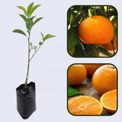 Seedless Kinnow (Kinnu) Plant Premium Citrus Variety for Home Gardens
