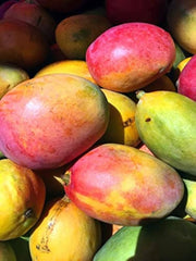 Shan-e-Khuda Mango Plant 1.5 Years Old