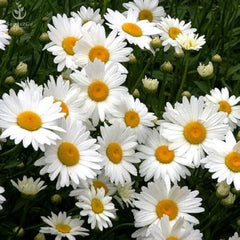 Shasta Daisy Seeds in Pakistan Classic White and Yellow Blooming Flowers