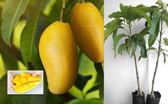 Sindhri Mango Plant 1.5 Years Old