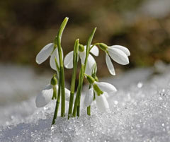 Snowdrop Flower Bulb The First Sign of Spring