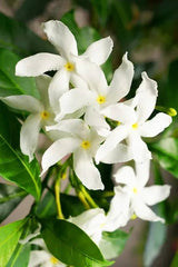 Star Jasmine Plant Fragrant Evergreen Climber for Home & Garden