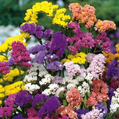 Statice Pacific Mix Seeds in Pakistan Colorful Cut Flower Seeds for Gardens