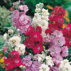 Stock Dwarf Mix Seeds in Pakistan Fragrant Seasonal Flowering Plants